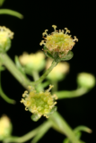 Artemisia annua RCP12-08 145.jpg